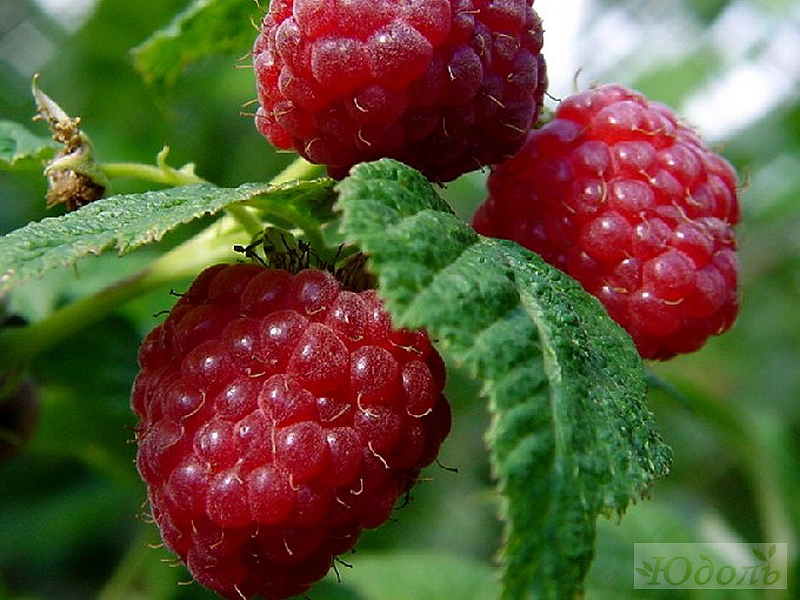 Малина 'Солнышко'