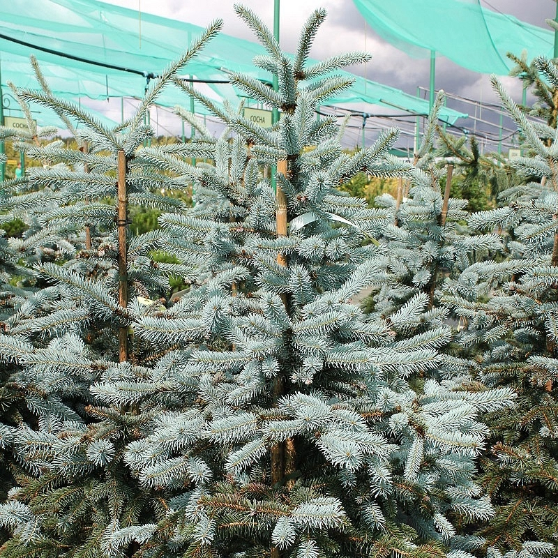 Ель колючая 'Эрих Фрам'