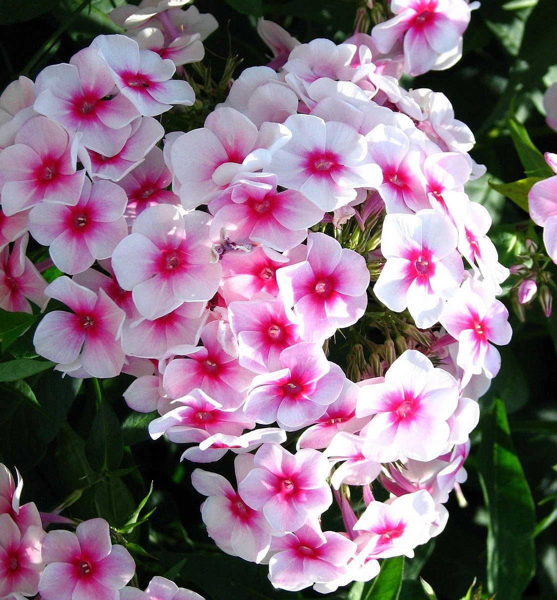 Флокс метельчатый 'Джулия'