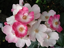 Роза 'Раш' (шраб) (розово - белая)