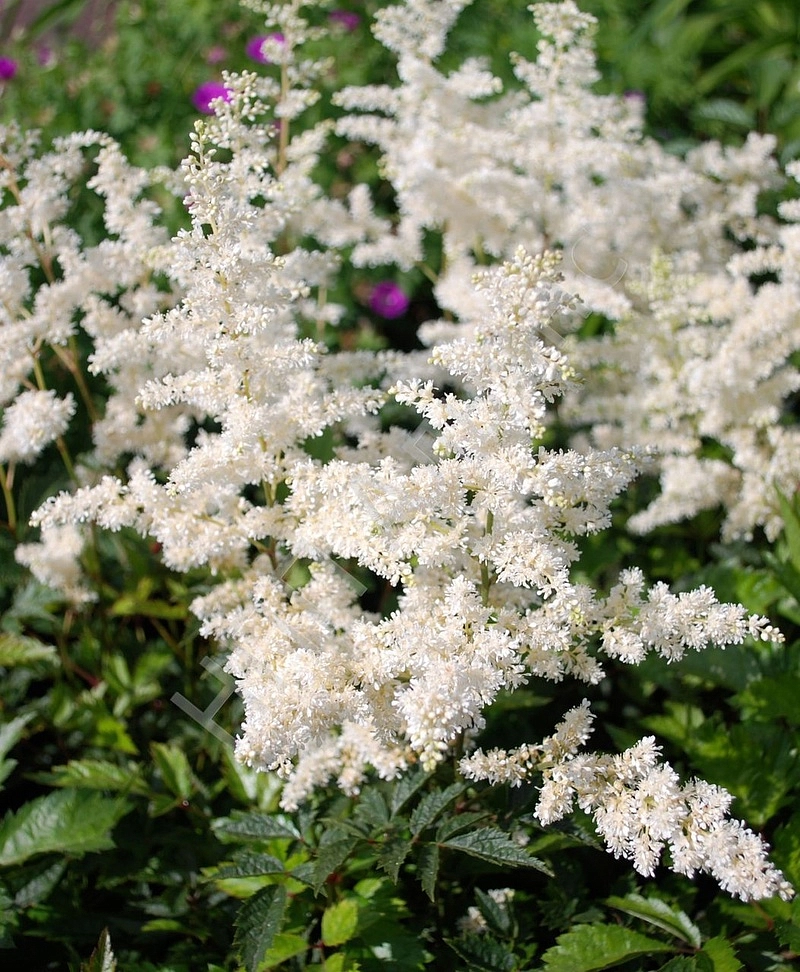 Астильба японская 'Глэдстоун' (белая)