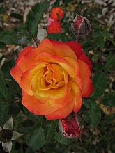 Роза 'Румба' (флорибунда) (карминово - желтая)