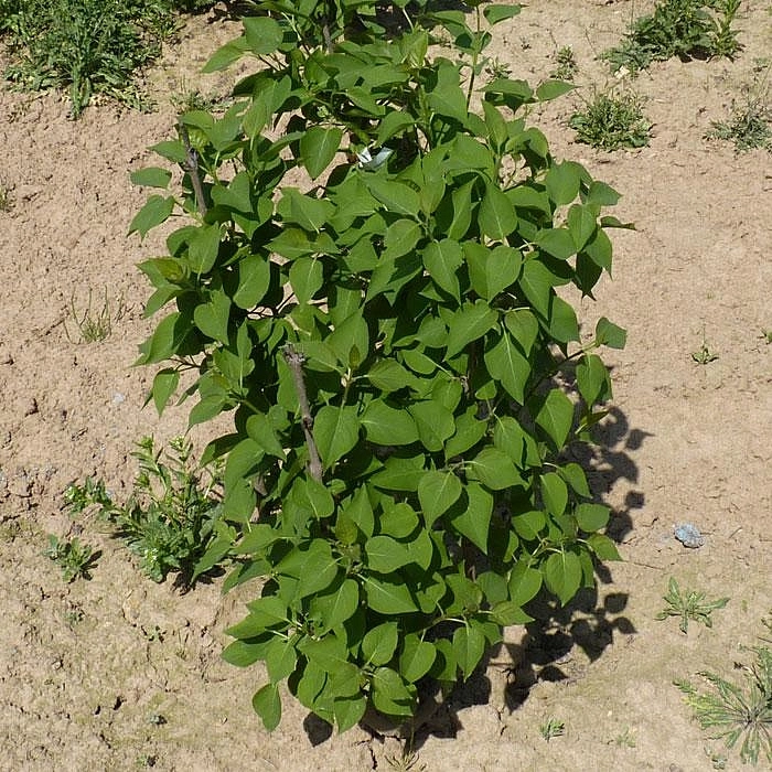 Сирень обыкновенная 'Людвиг Шпет' (фиолетово - розовая)