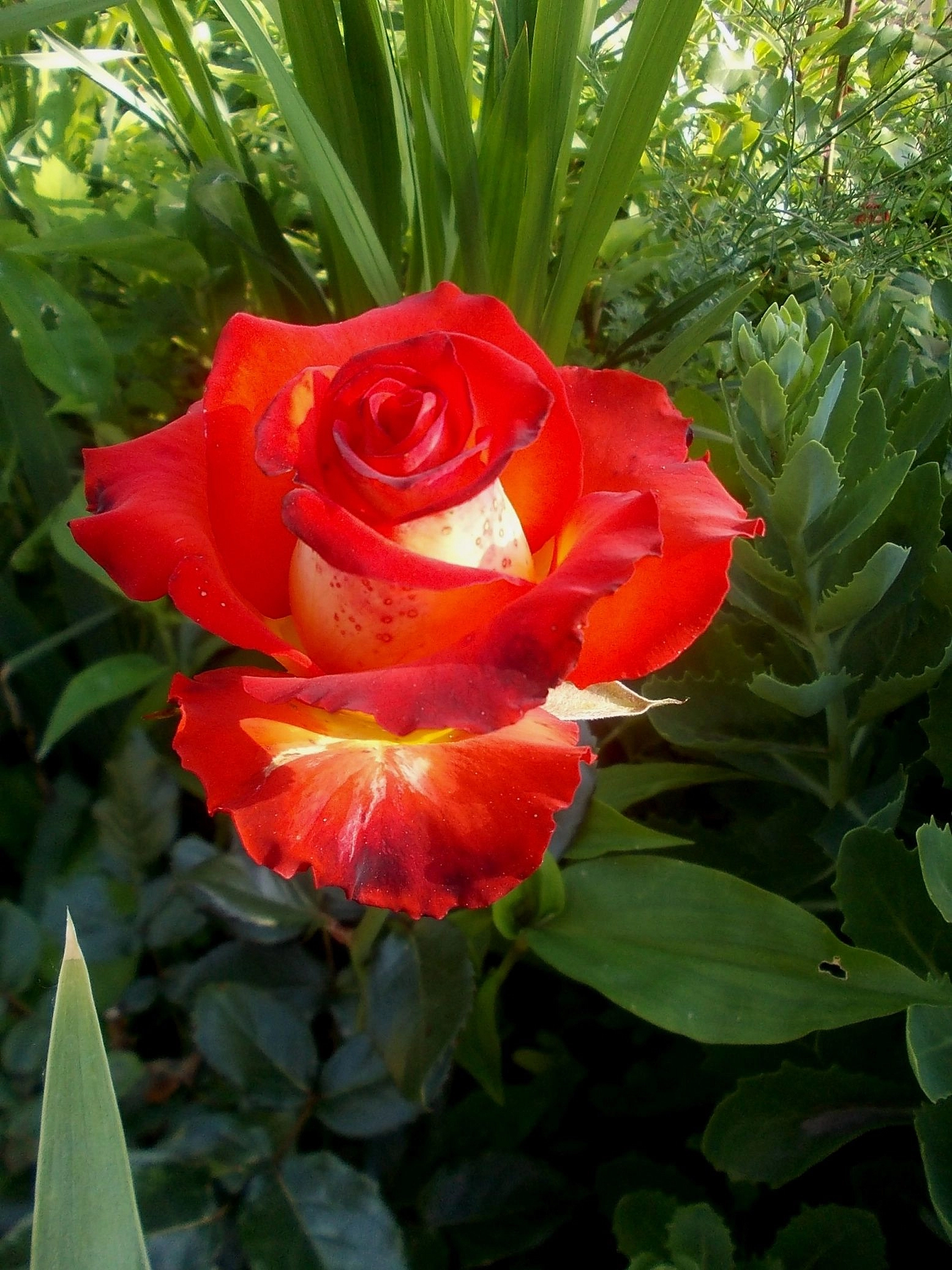 Роза 'Легенда' (чайно-гибридная) (ярко - красная)