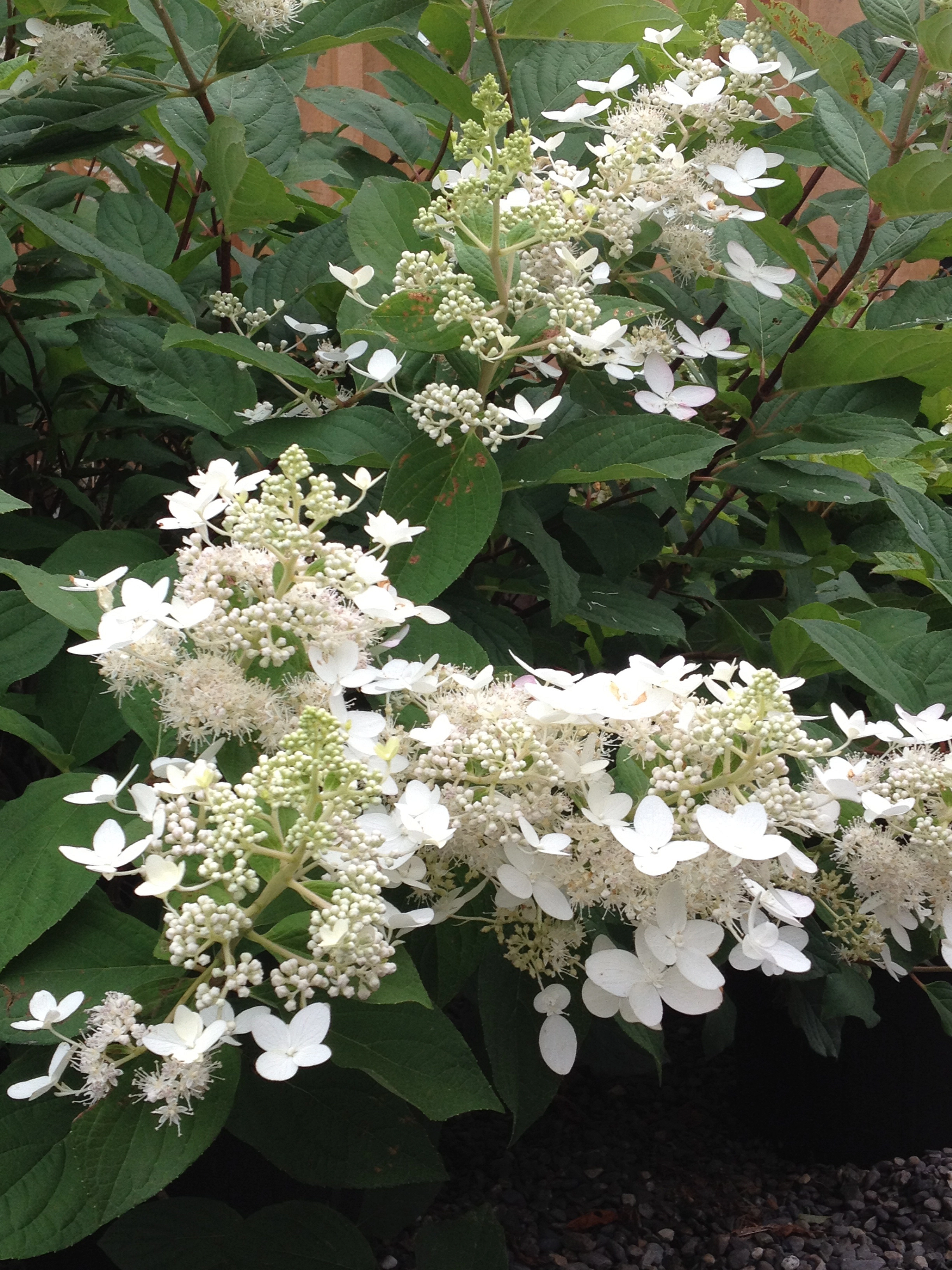 Гортензия метельчатая 'Уайт Даймонд'