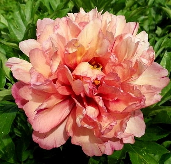 Пион молочноцветковый 'Уоппер' (персиково - розовый)
