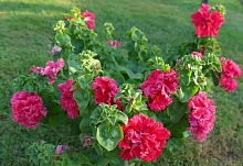 Петуния (сурфиния) гибридная 'Валентин' (красная)