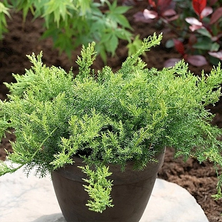 Можжевельник даурский 'Ленинград'