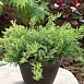 Можжевельник даурский 'Ленинград'