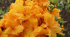 Рододендрон желтый (азалия) 'Клондайк' (желтый)