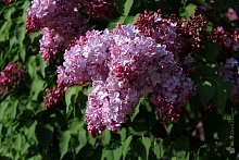 Сирень гиацинтоцветная 'Эстер Стейли' (лиловая)