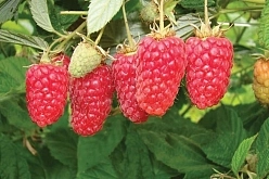 Малина 'Лячка' (ремонтантная) Малина 'Лячка' (ремонтантная)