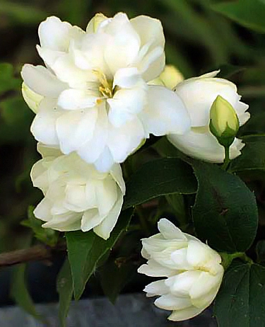 Чубушник 'Миннесота Сноуфлейк'