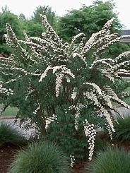 Спирея ниппонская 'Гилверз Майлс'