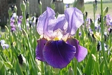 Ирис германский (бородатый) 'Алказар' 