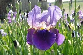 Ирис германский (бородатый) 'Алказар' 
