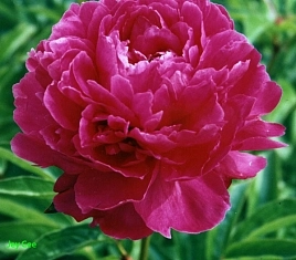 Пион молочноцветковый 'Джей Си'