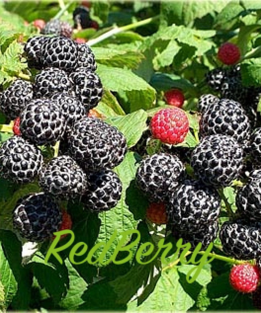 Малина 'Бристоль'