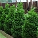 Туя западная 'Холмструп'