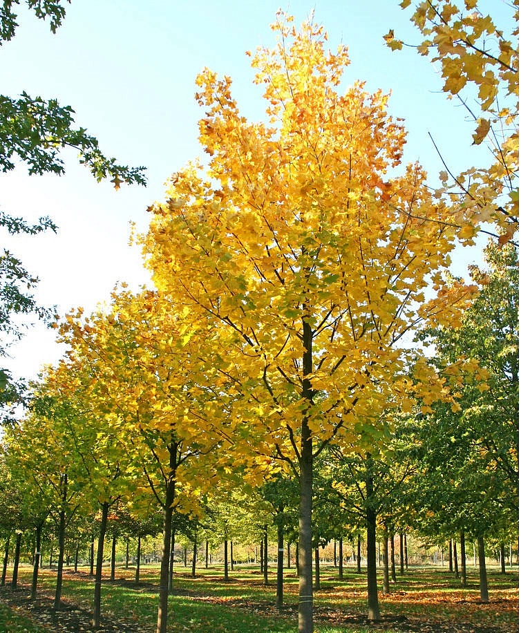 Клен остролистный 'Евростар'