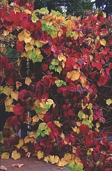 Виноград японский (Кемпфера, Куанье)