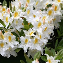 Рододендрон гибридный (азалия) 'Шнееголд' (белый с желтой серединой)