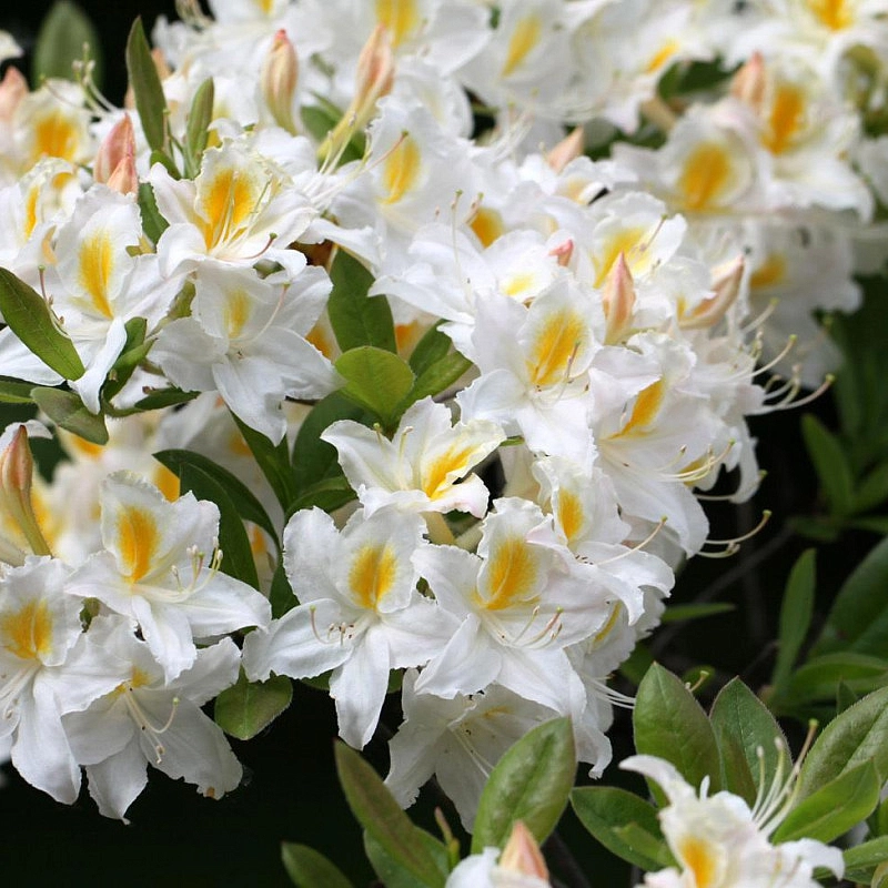 Рододендрон гибридный (азалия) 'Шнееголд' (белый с желтой серединой)