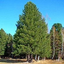 Кедр сибирский