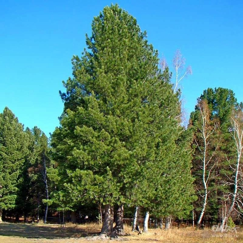 Кедр сибирский
