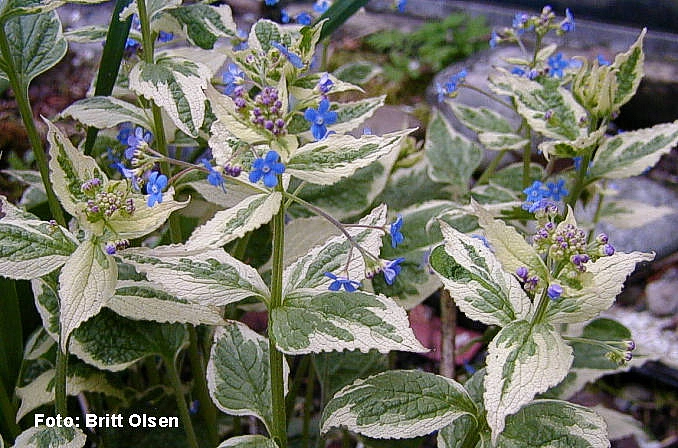 Бруннера крупнолистная 'Вариегата'