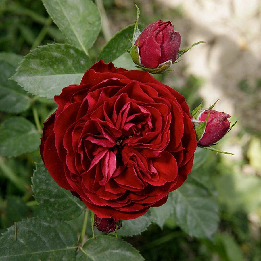 Роза 'Эротик Рококо' (флоринбунда)(красно-бордовая)