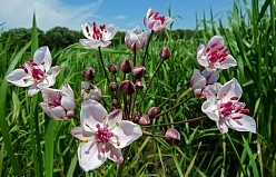 Сусак зонтичный Сусак зонтичный