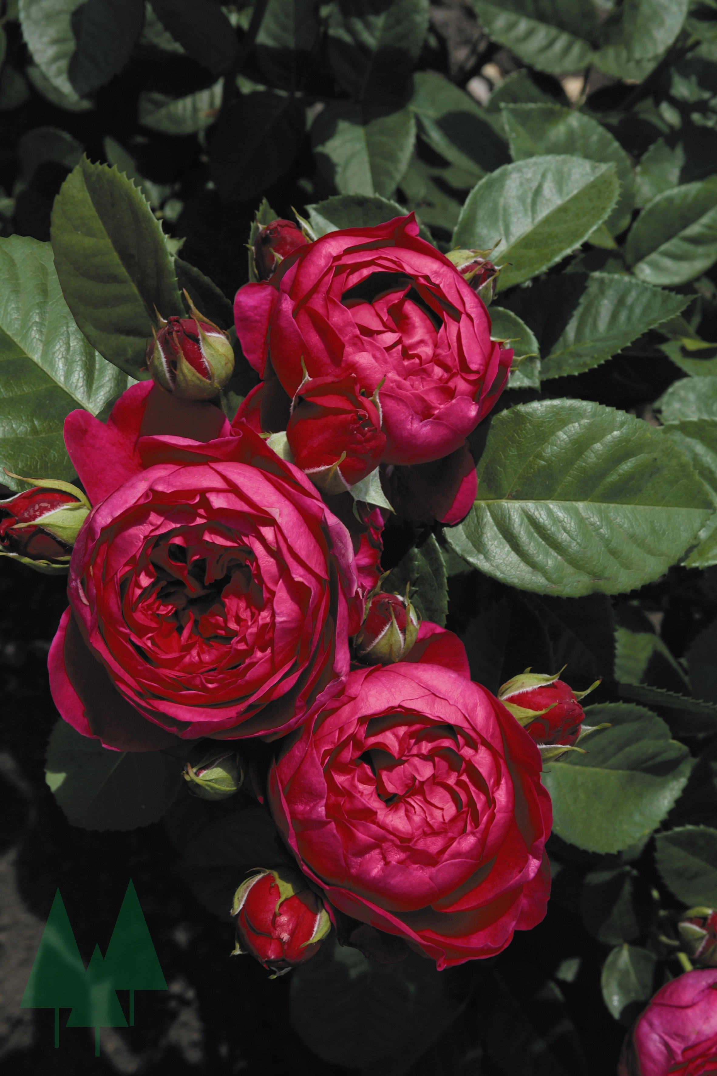 Роза 'Аскот' (парковая, чайно-гибридная) (бордовая)