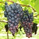 Виноград 'Кембел'