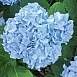 Гортензия крупнолистная 'Мини Пенни'