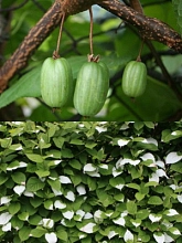 Актинидия Коломикта 'Сорока'