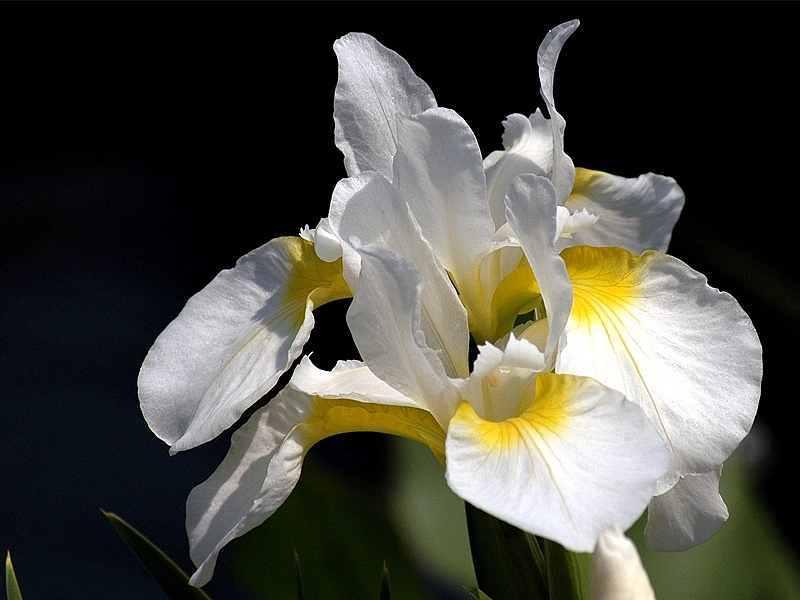 Ирис сибирский 'Снежная Королева'