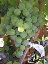 Виноград 'Ритон'