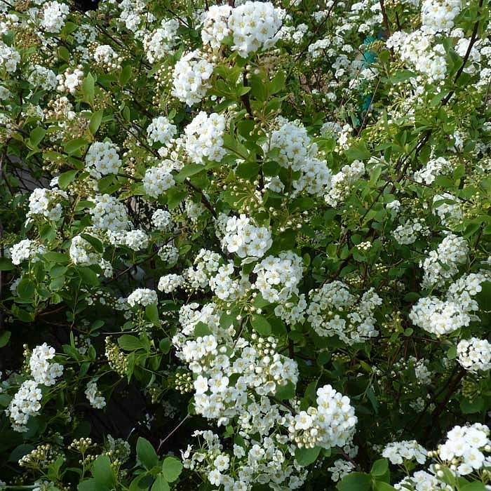 Спирея Вангутта