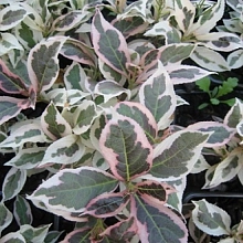 Вейгела цветущая 'Вервайг'