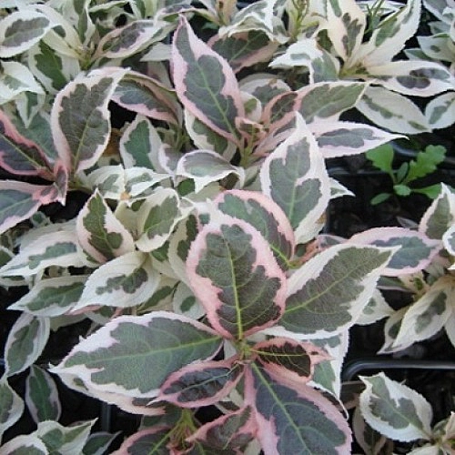 Вейгела цветущая 'Вервайг'