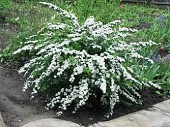 Спирея серая