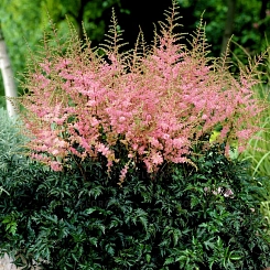 Астильба простолистная 'Хенни Граафленд' (розовая)