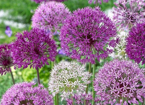 Многолетник Лук Микс 20 шт 4/5