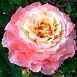 Роза 'Августа Луиза' (чайно-гибридная) (розово - персиковая)
