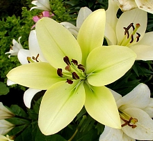 Лилия 'Коуриер' (лимонно - желтая)