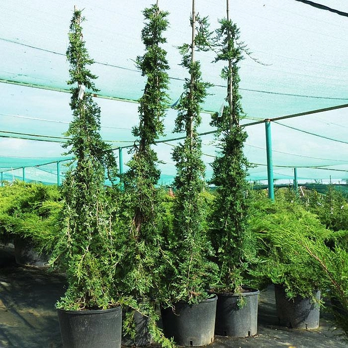 Можжевельник горизонтальный 'Вилтони'