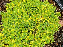 Тимьян лимоннопахнущий 'Бертрам Андерсон'