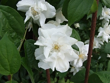 Чубушник 'Натчез'