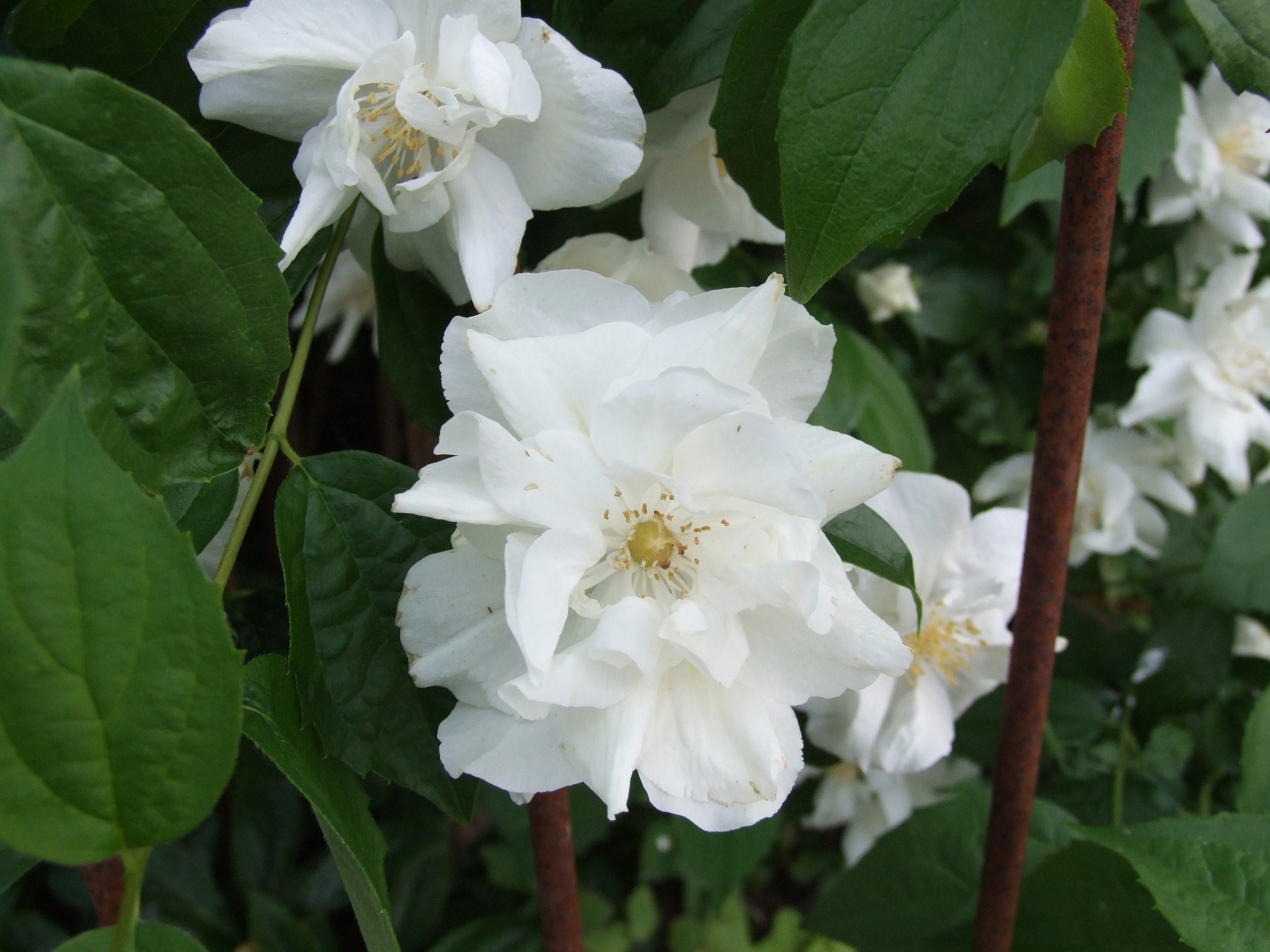 Чубушник 'Натчез'